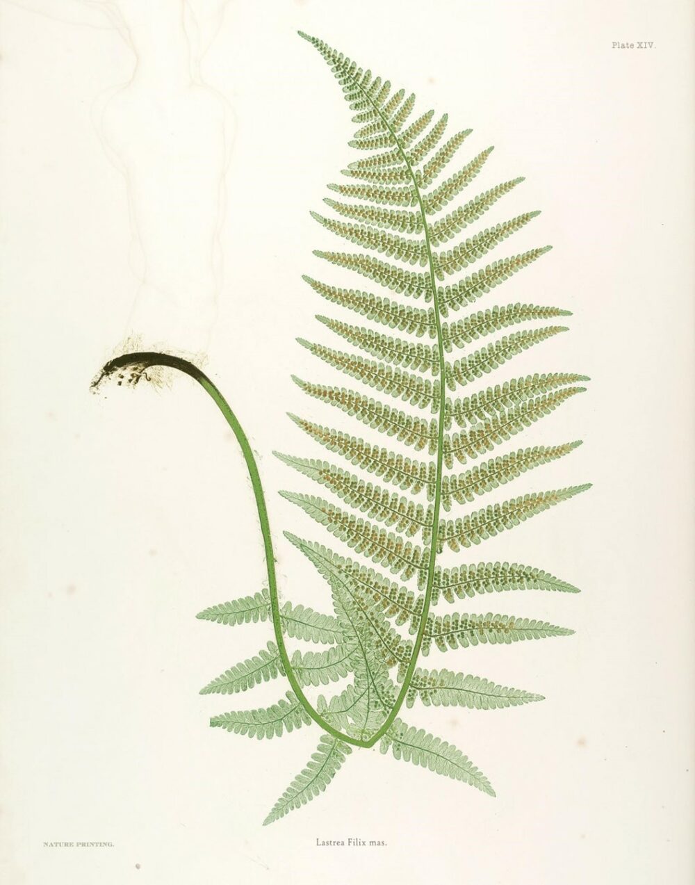 Free printables of ferns from The Painted Hive make great budget-friendly decor
