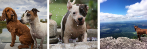 environment pet photography