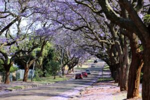 Cars driving road lined with jacaranda trees in Pretoria
